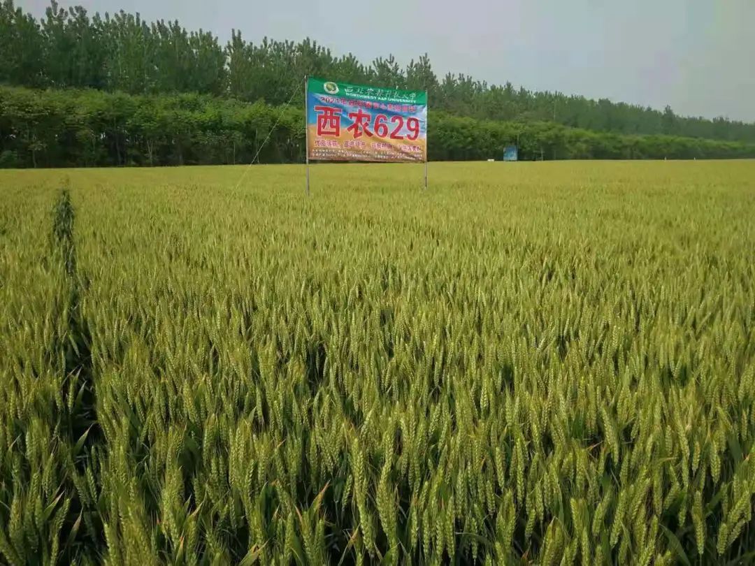 中国碗装中国粮西农又有3个小麦新品种通过国审