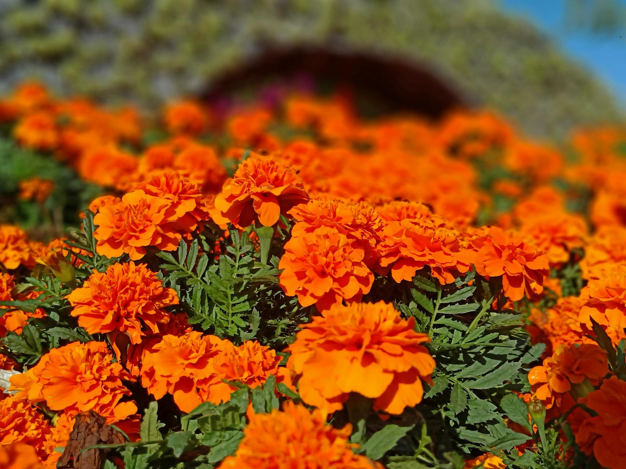 乡土时令花卉唱主角40余万盆鲜花点靓顺义城