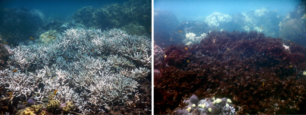 2016年2月26日，可以看到大堡礁的蜥蜴岛上一簇簇成熟的无性鹿角珊瑚因海水温度过高而死亡（左图），仅仅几周之后的4月19日便被大片海藻占据（右图）。 PHOTOGRAPHS BY TERRY HUGHES ET AL。/NATURE