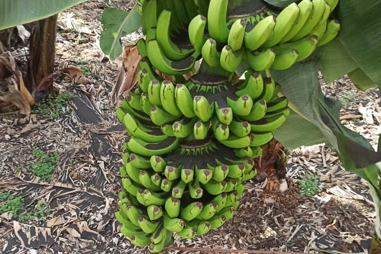 受火山灰影响 西班牙拉帕尔马岛50%以上香蕉无法出售