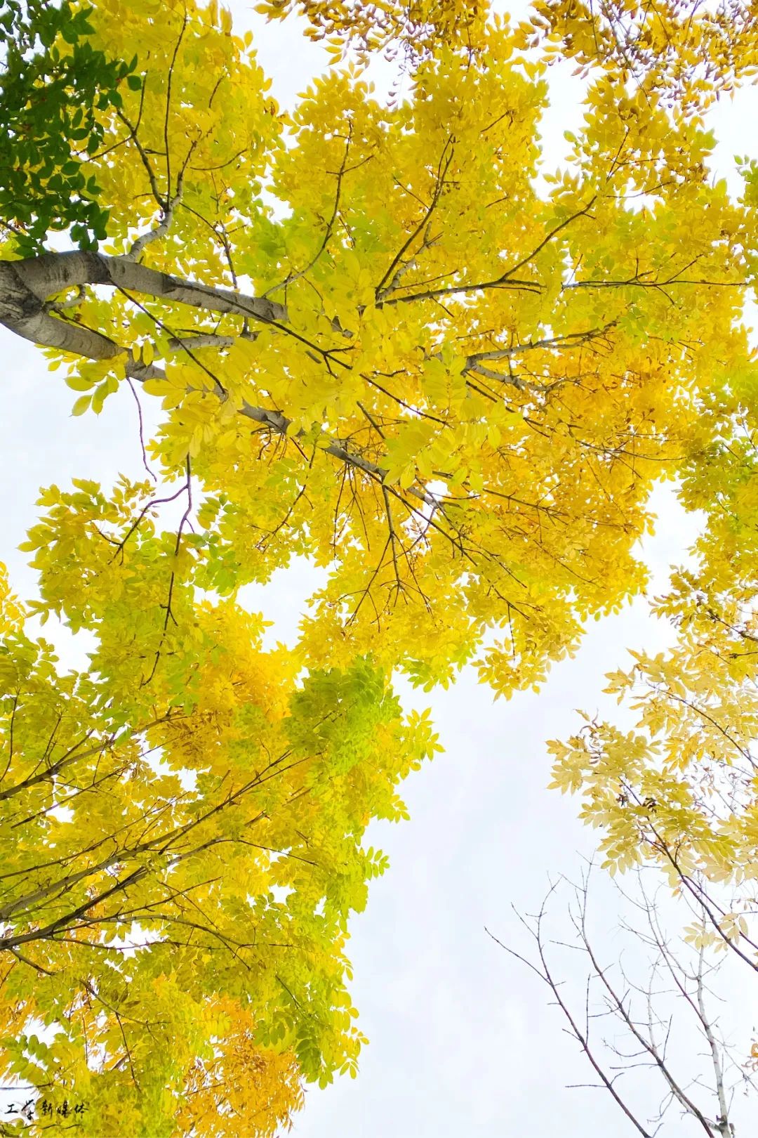 刷屏了哈工程这片开得火红热烈的国庆树