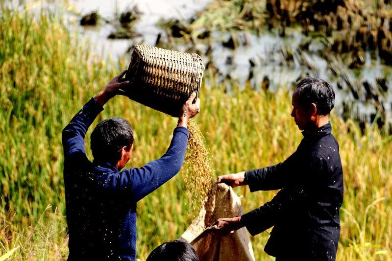 农民靠风力筛去瘪谷 佟忠义 摄