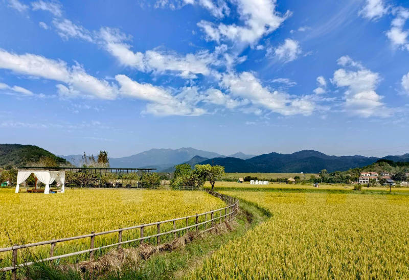 江山如此多娇袁夫稻田