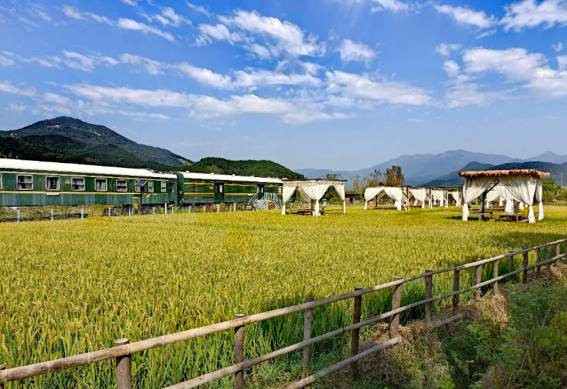 江山如此多娇袁夫稻田