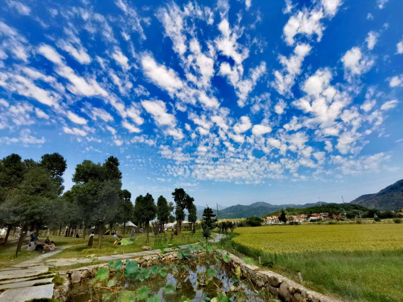 位于湖北黄冈市黄梅县的袁夫稻田,秋风一阵阵,稻浪泛涟漪,阳光照射下