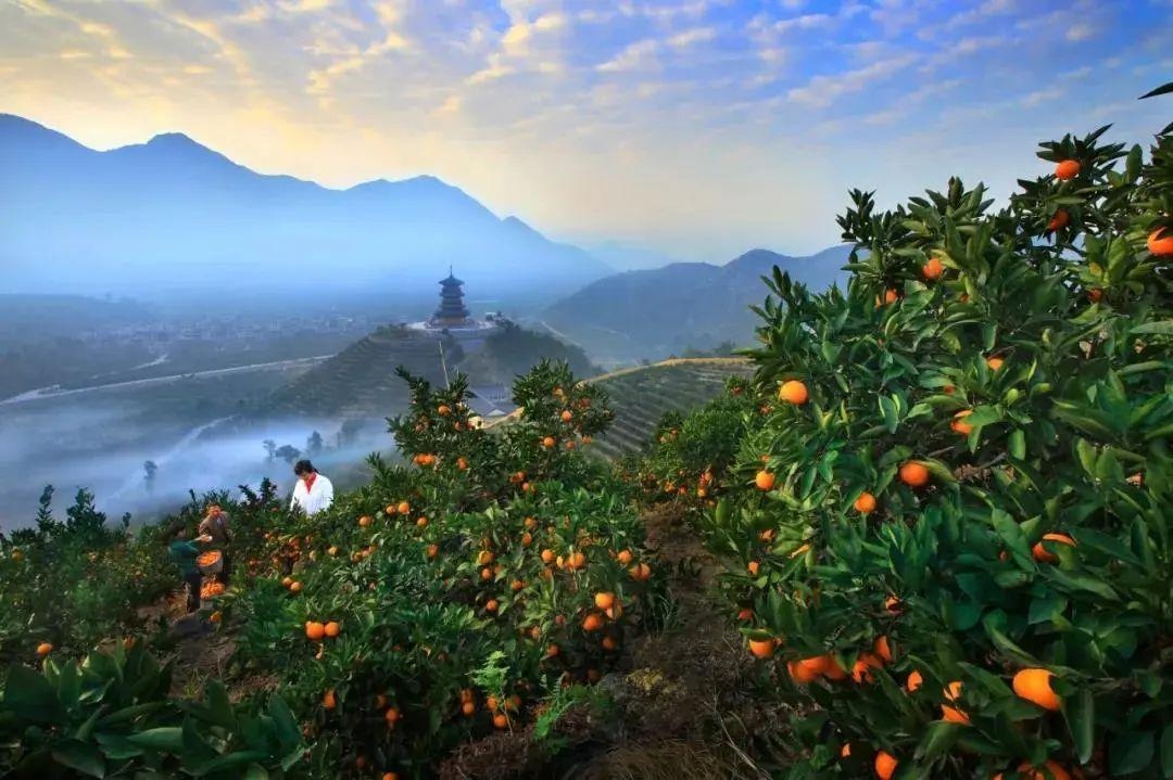 涌泉蜜桔自不必多说,个小皮薄,肉甜多汁,口感极佳,每一颗都仿佛吃饱了