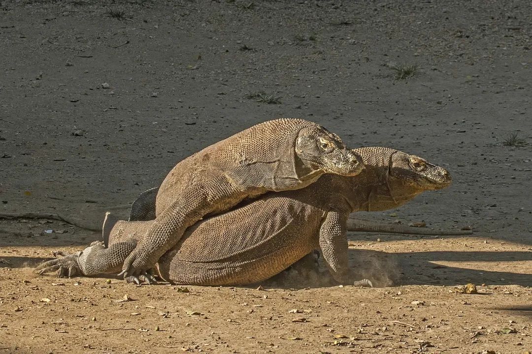 不刷牙的科摩多龙能靠口水毒死猎物吗