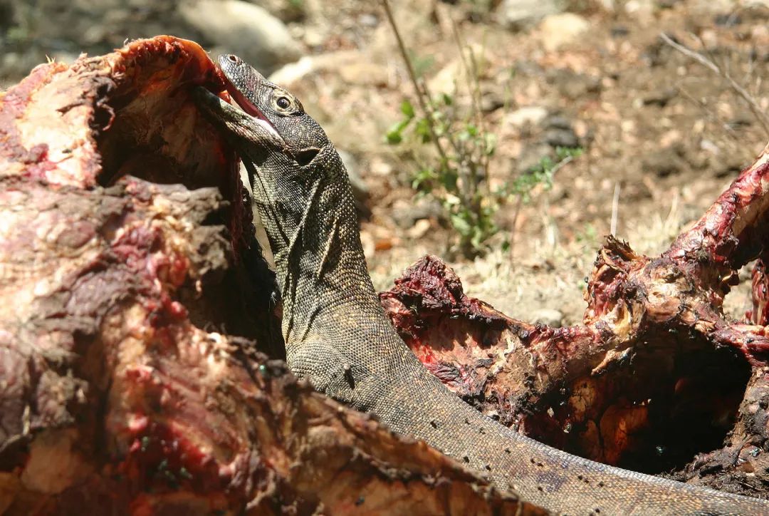 科莫多巨蜥死亡图片