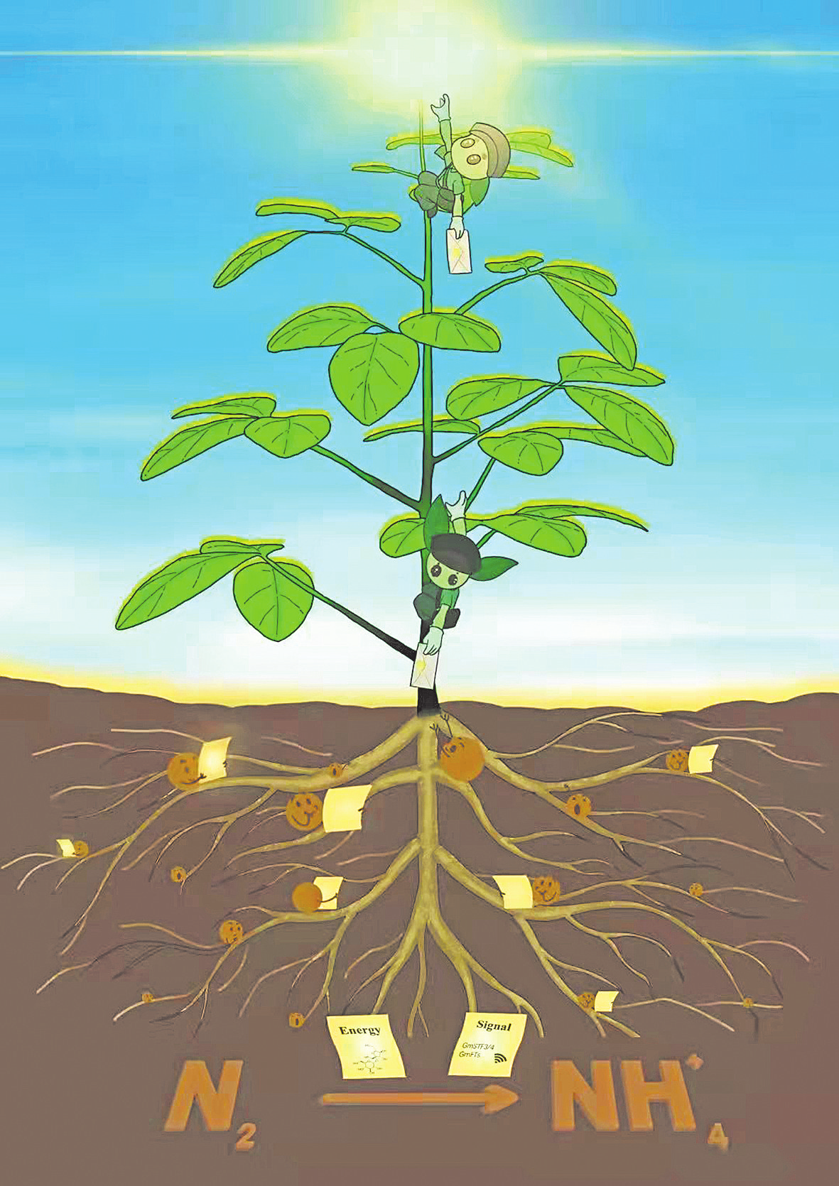 发现豆科植物共生固氮需光信使河南省科研团队原始创新取得重大突破