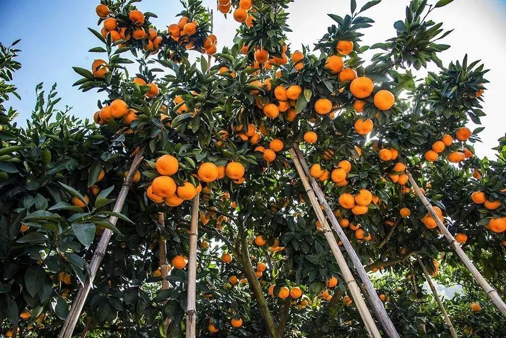 国庆长假乐游台州丨您点的蜜橘正在来的路上请先来收好这份吃橘地图