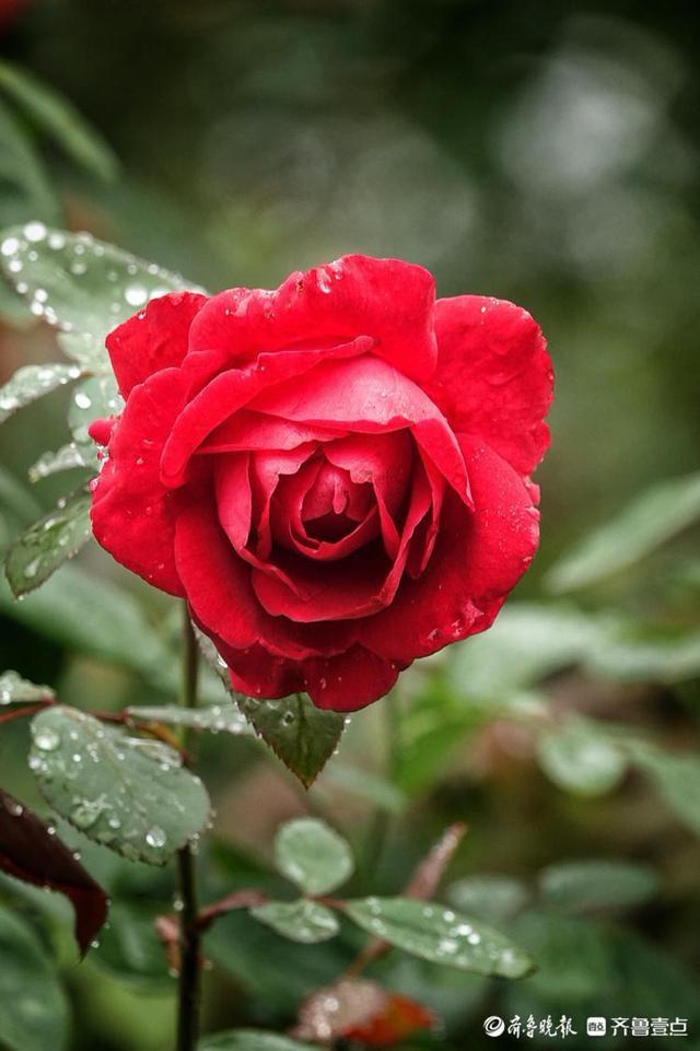 国庆悦秋雨中的植物园玫瑰花美丽绽放