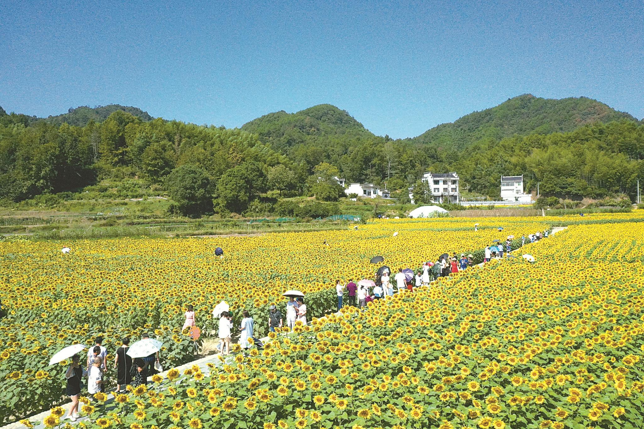 图为10月5日,游客在蜀源村观光游览百亩花田. 视觉中国 供图