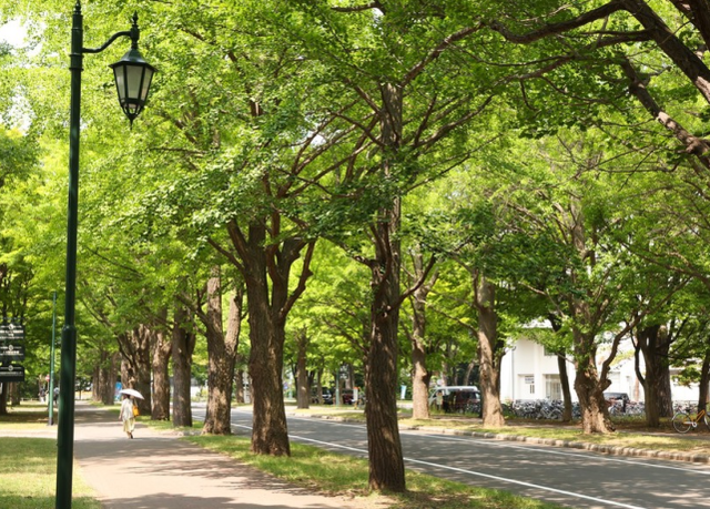 日本北海道 资料图