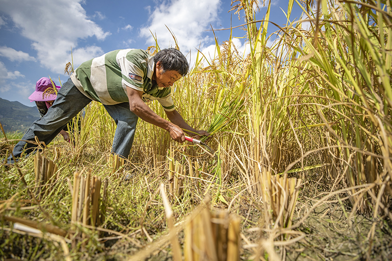 10月3日,村民在重庆市酉阳土家族苗族自治县花田乡何家岩村收割水稻.