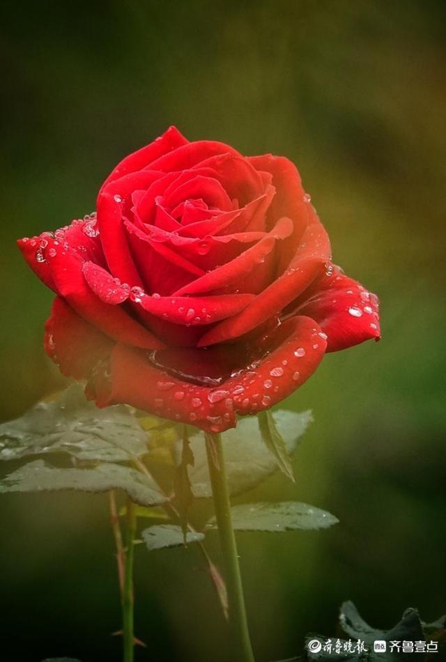 国庆悦秋雨中的植物园玫瑰花美丽绽放