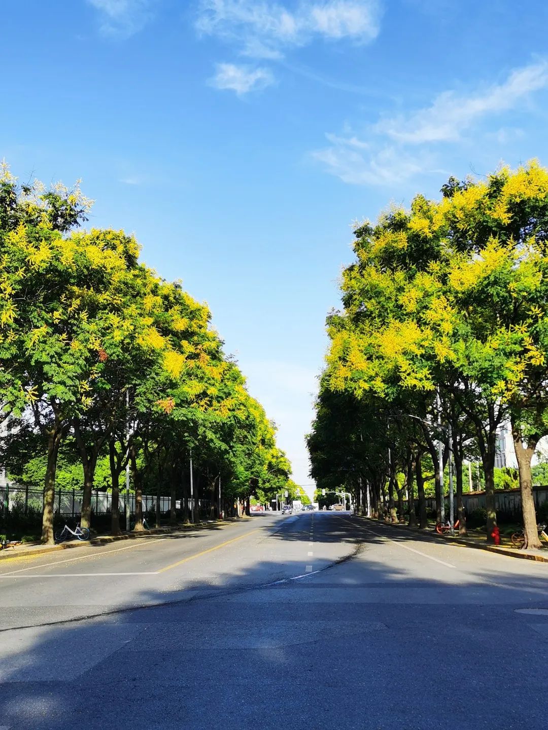 夏末秋初来普陀这欣赏最美街景