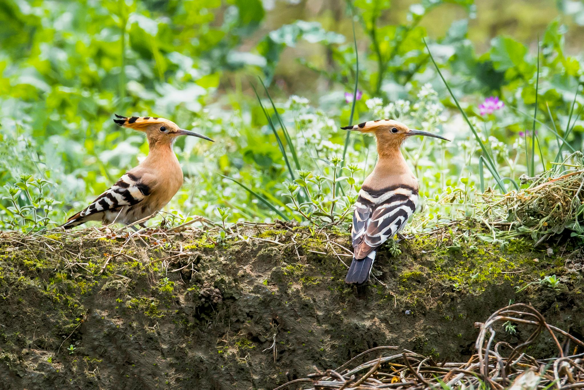 小鸟儿也有身份证北京翠湖湿地公园累计环志鸟类10419只次