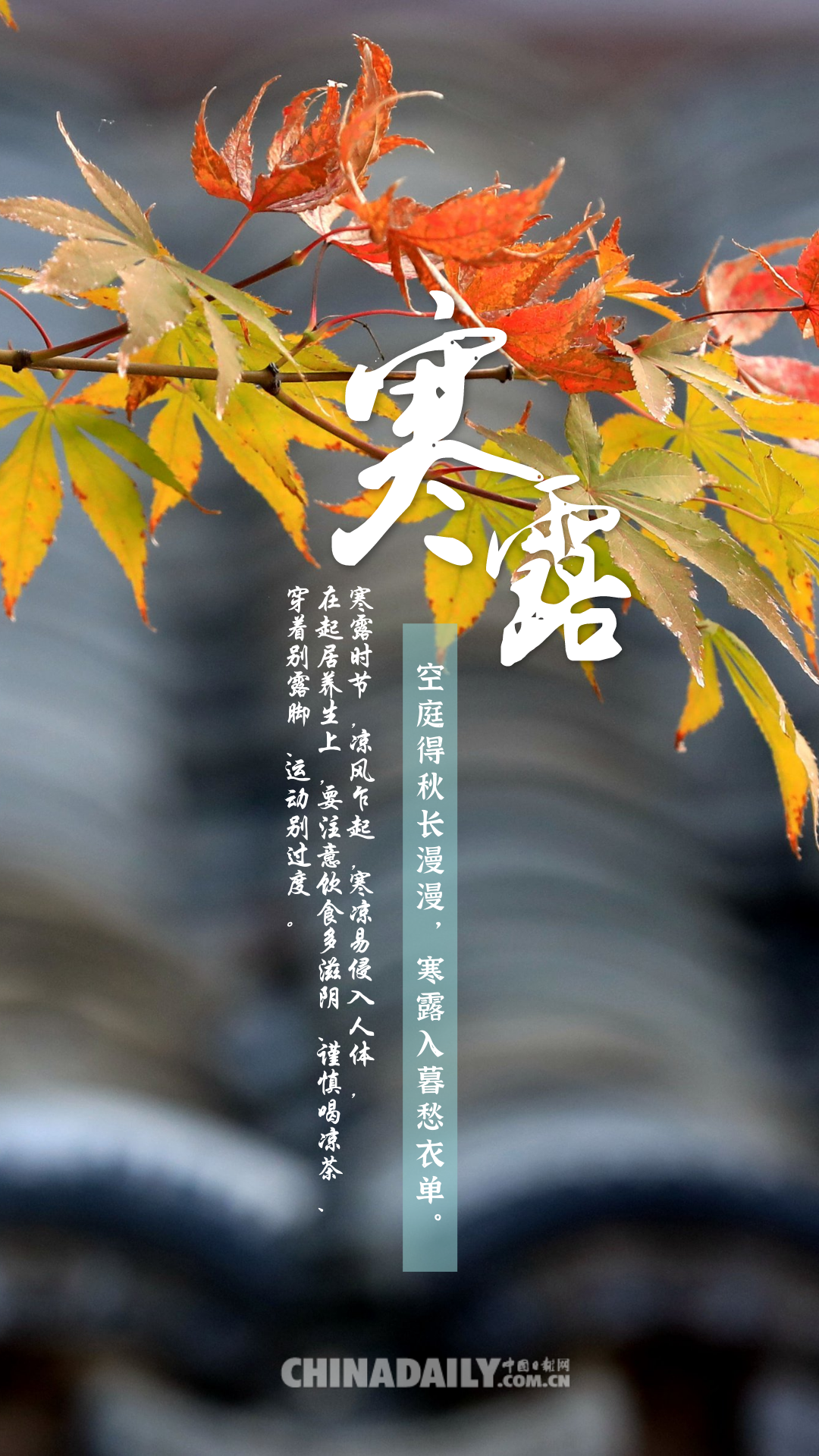 海报今日寒露一叶知秋