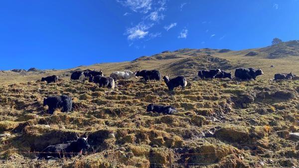 莫斯卡村落山道旁悠闲的牦牛 网友花花花/摄