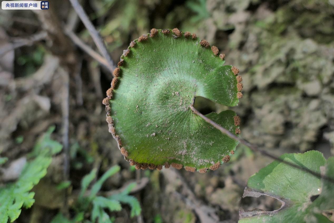 △国家一级重点保护野生植物荷叶铁线蕨（张军 摄于万州）