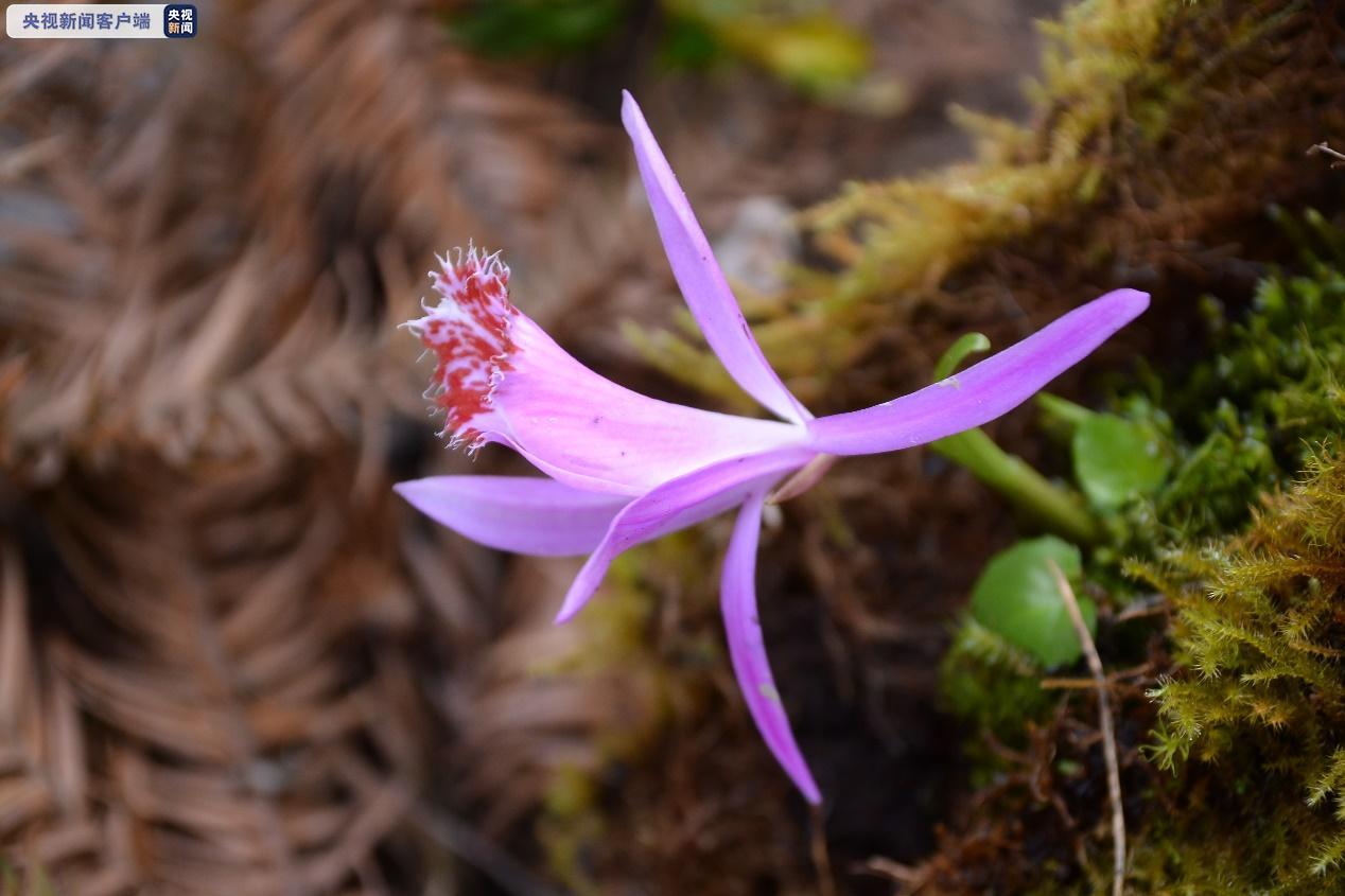 △国家二级重点保护野生植物独蒜兰（林茂祥 摄于金佛山）