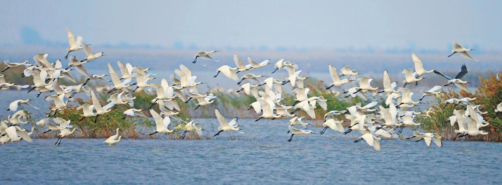 黄河三角洲成全球最大东方白鹳繁殖地 每年吸引600余万只鸟类