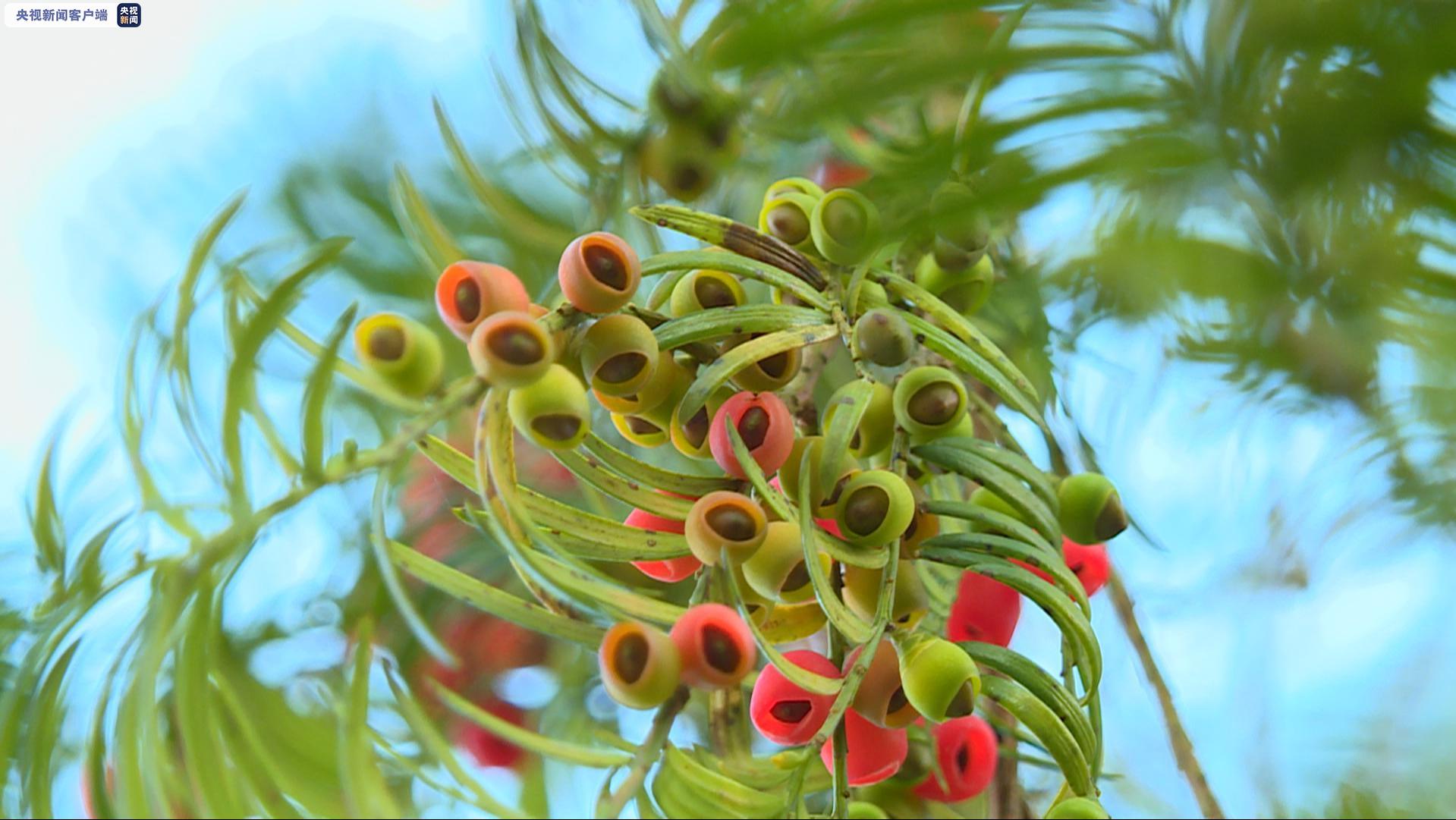 △国家一级重点保护野生植物南方红豆杉（李彬 摄）