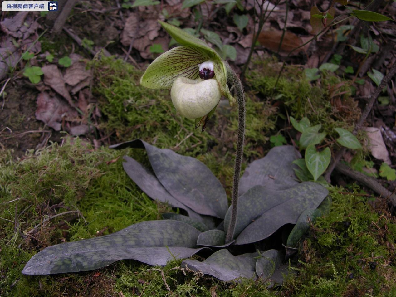 △国家一级重点保护野生植物麻栗坡兜兰（李彬 张军 摄于金佛山）