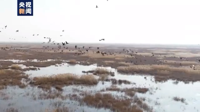 天津沿海滩涂迎超万只一级鸟类栖息越冬 观测记录鸟类已达452种