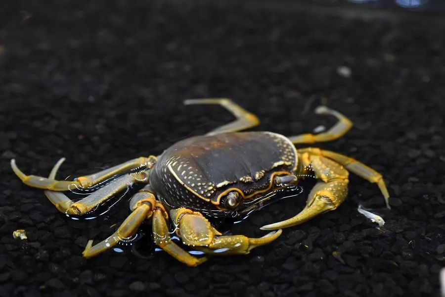 螃蟹死了到底能不能吃真相是