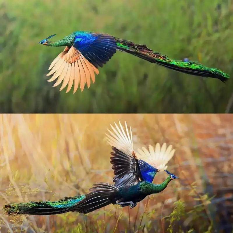 各大生物类群物种数均接近或超过全国的一半,被誉为"动物王国""植物