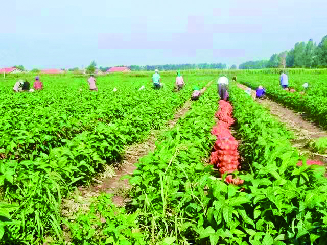 榆树市泗河镇圆葱和珠葱大丰收. 赵滨 摄