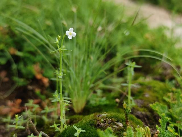 尖帽草.受访者供图