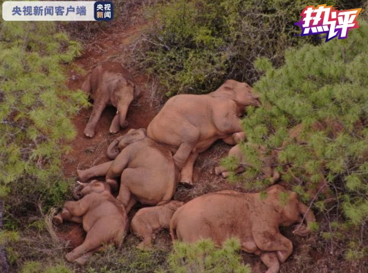 热评丨保护生物多样性，需要中国的“智慧密码”