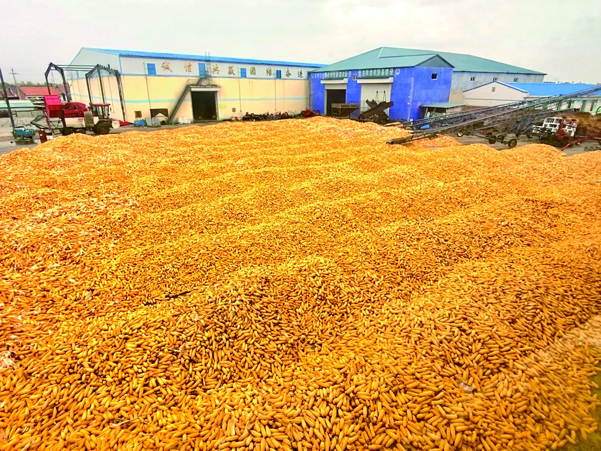 丰收的玉米金灿灿.赵滨 摄