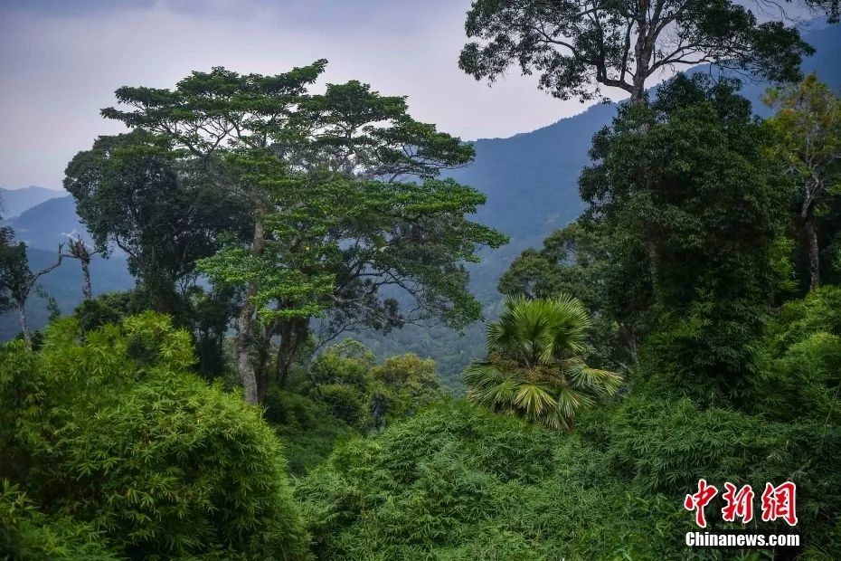 海南黎母山自然保护区热带雨林。中新社记者 骆云飞 摄