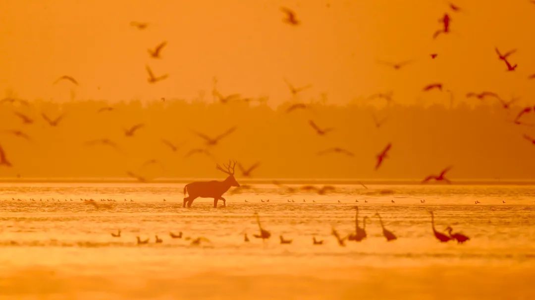 “助力生物多样性保护，华泰证券推出首只公益主题资产管理产品
