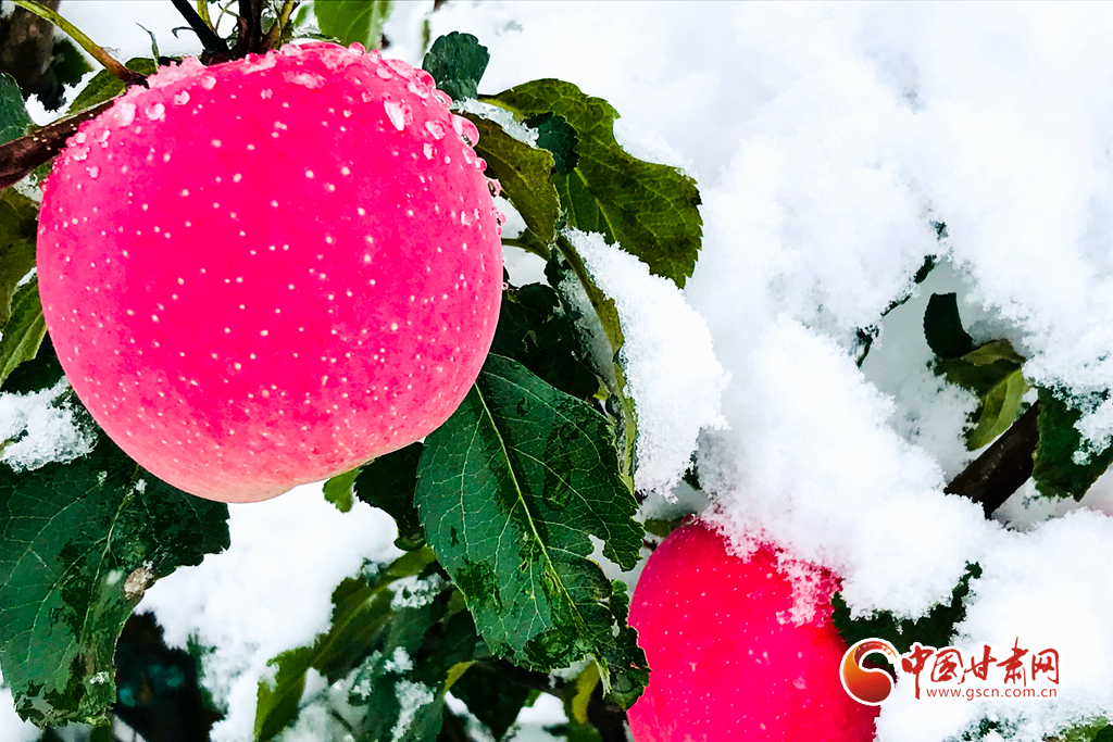 入秋降温甘肃静宁现苹果雪