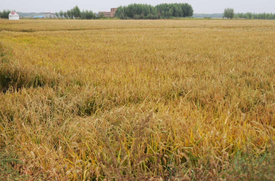 内蒙古盐碱地水稻"金黄香三号"品种选育基地.
