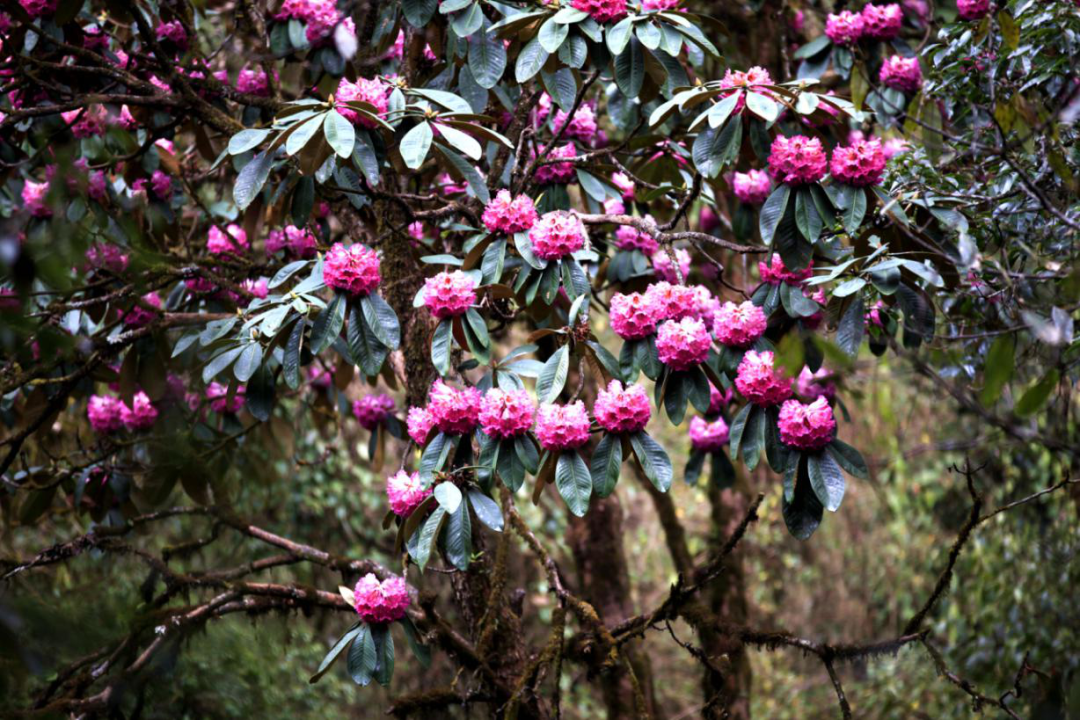杜鹃花 保山市委宣传部供图