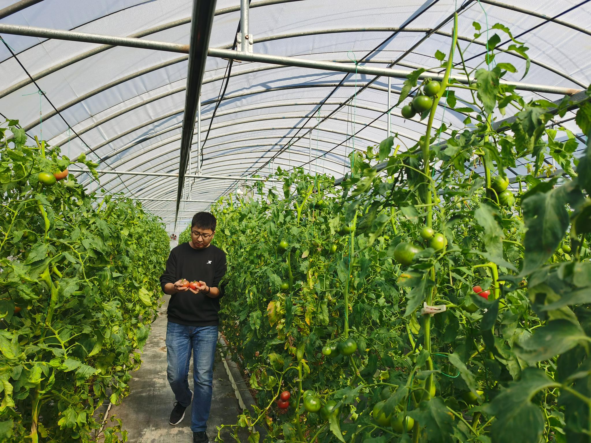 塑料大棚也能智能化北京开展高效设施农业用地试点