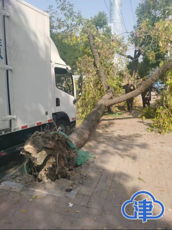 津云现场车撞树上了树又撞车上了刚买的新车遭殃了