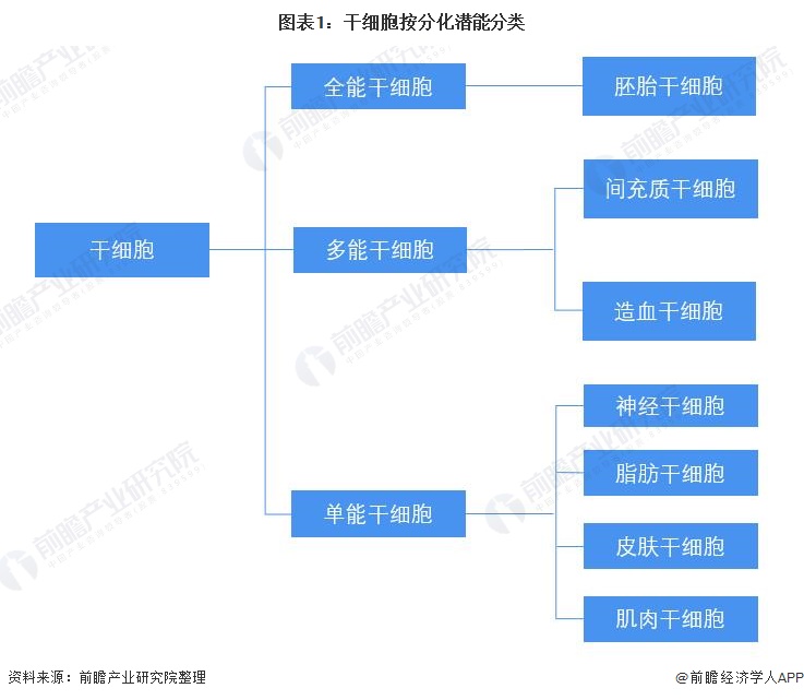 预见20222022年中国干细胞医疗产业全景图谱附产业链现状市场竞争格局