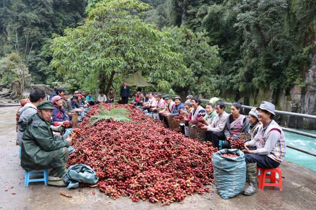 草果丰收&nbsp;怒江州委宣传部供图