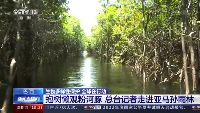 抱树懒观粉河豚 总台记者走进亚马孙雨林