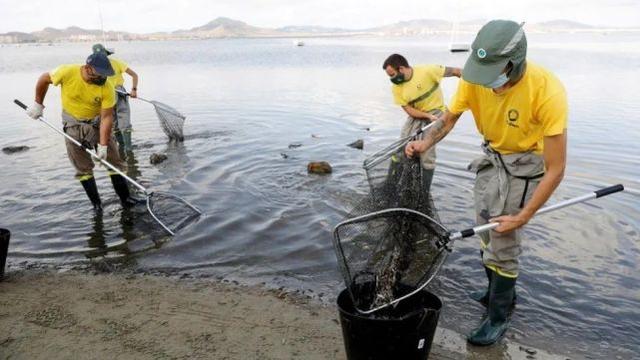 当地市政工作人员清理马尔梅诺潟湖岸边的大量死鱼 图自英媒