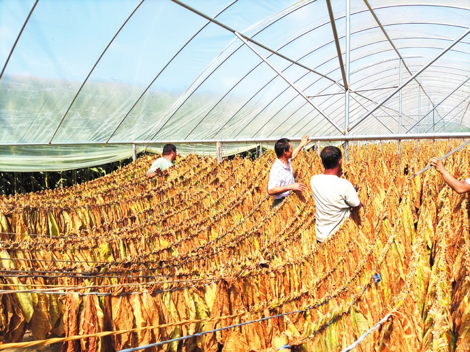 种植烟叶致富增收