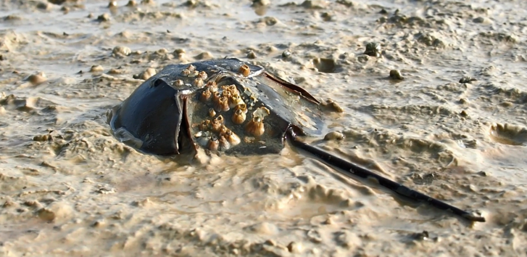 流着蓝色血液的鲎是如何活过4亿多年的
