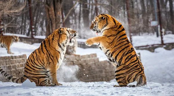 图源:图虫创意
