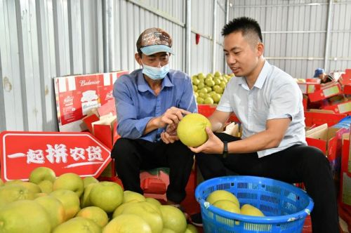 ▲福建90后本土商家胡剑峰（右）是拼多多平台的水果腰部商家之一，加入了此次文旦柚地标农产品推广的队伍，在店内增设了文旦柚的销售，并进入了拼多多百亿补贴频道。（摄影：马可）